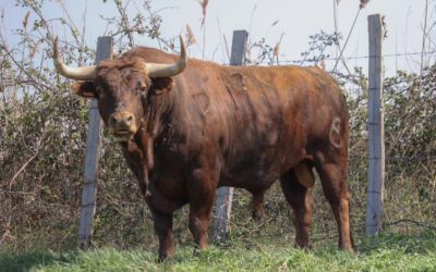 SAINT-MARTIN-DE-CRAU – Les toros de la Corrida de Competencia.