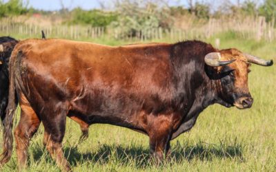 TYROSSE – Confiance renouvelée aux Pages-Mailhan !