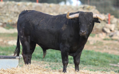 ARLES – Les novillos de Talavante et Gallon pour la novillada du 17 avril.