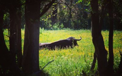 Visite organisée à la Ganaderia La Paluna ce samedi 4 juin…
