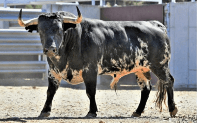 ISTRES – Les toros de la Feria sont arrivés !