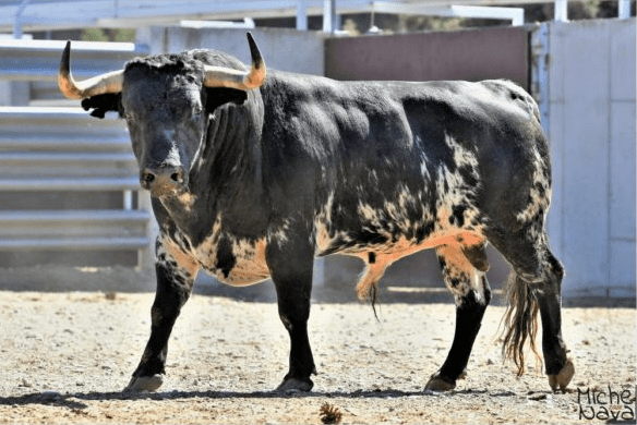 ISTRES – Les toros de la Feria sont arrivés !