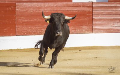 HAGETMAU (30.07.2022) – Retour en images sur une dure novillada sans picadors.