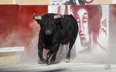BAYONNE (29.07.2022) – ALEJANDRO TALAVANTE et TOMAS RUFO coupent une oreille. Retour en images sur la Corrida Blanche.