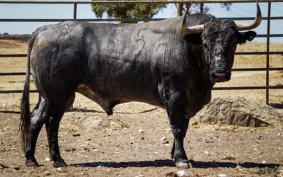 LES SAINTES MARIES DE LA MER – Aperçu des toros de Victorino Martin pour la corrida du 7 août …