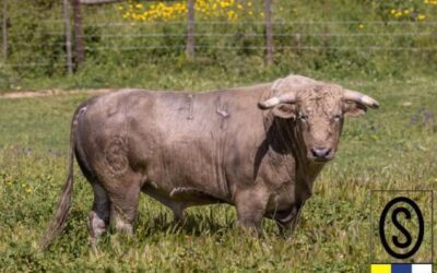 BEAUCAIRE -Présentation en images des novillos de Condessa de Sobral…