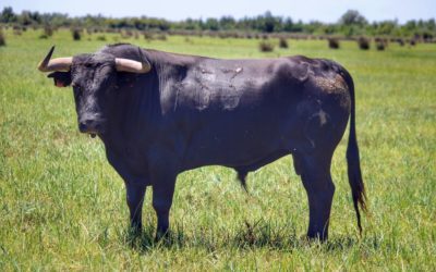 TYROSSE – Présentation en photos des toros de Pagès-Mailhan.