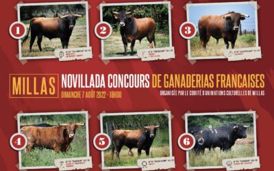 MILLAS – Présentation des novillos pour la novillada du 7 aout.