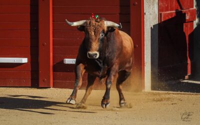 HAGETMAU (31.07.2022) – Une sérieuse novillada de Montealto a mis les piétons à l’épreuve…