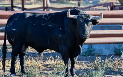ARLES – Présentation des toros de Garcigrande pour la Corrida Goyesque du 10 septembre…