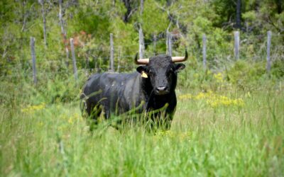 CHÂTEAURENARD – Présentation des toros de San Sebastián pour la 100eme corrida de l’histoire …