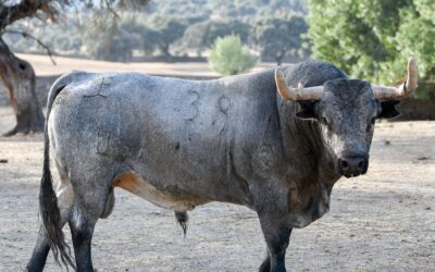 ARLES – Les toros d’Escolar Gil pour la corrida de competencia du dimanche 11 septembre…