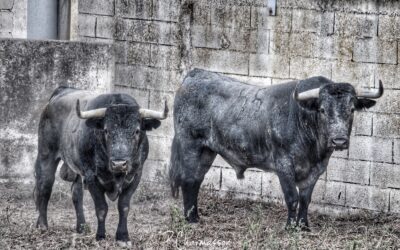 LES SAINTES MARIES DE LA MER – Victorino Martin présentera un sérieux lot de toros…