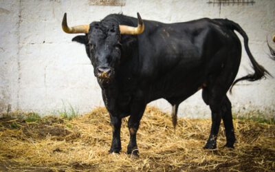 NÎMES – Présentation des toros de la Feria des Vendanges…