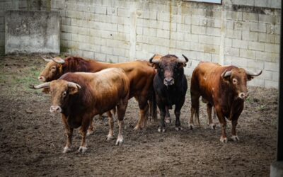 ARLES – Présentation des toros de la Feria à l’Espace Toro…