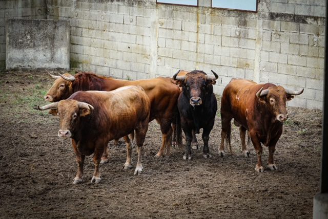ARLES – Présentation des toros de la Feria à l’Espace Toro…
