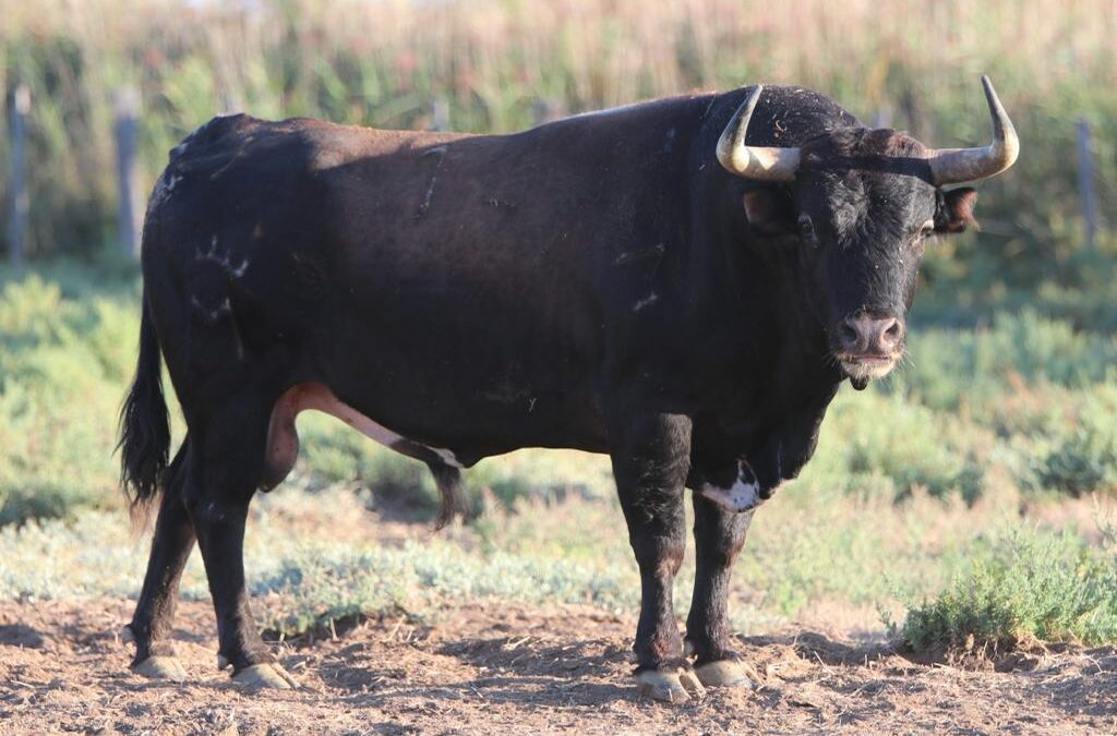 NÎMES – Présentation des toros de Robert Margé pour la corrida d’ouverture de la Feria des Vendanges …