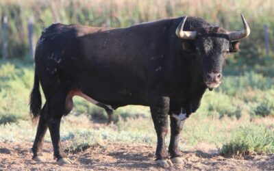 NÎMES – Présentation des toros de Robert Margé pour la corrida d’ouverture de la Feria des Vendanges …