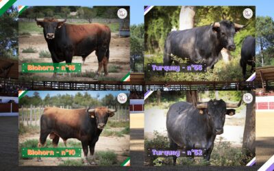 BROCAS LES FORGES – Présentation des novillos retenus pour la novillada du 24 septembre…