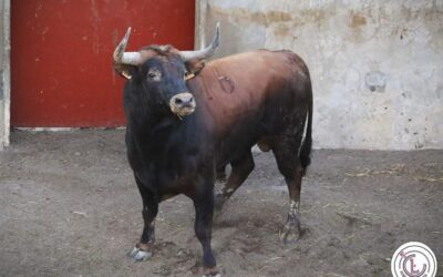 BROCAS LES FORGES – Les novillos sont arrivés aux corrales de Mont-de-Marsan.
