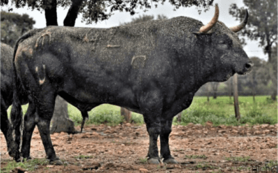ISTRES – Présentation des toros et novillos du week-end taurin …