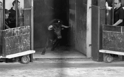 BOUILLARGUES – Présentation de la Journée Taurine au travers d’un livret numérique …