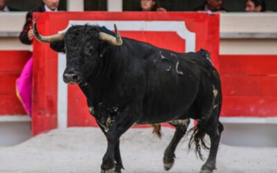 SAINT MARTIN DE CRAU – Cap « Torista » avec un desafio ganadero pour la Feria de la Crau 2023 …