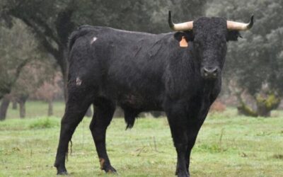 CERET – Un fer d’origine Clairac pour la novillada du 16 juillet …