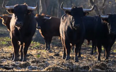 Avec Torista de Francia, à la découverte de la ganaderia Gallon …