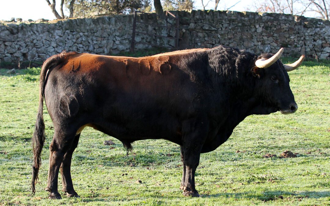 ARLES – Présentation de la corrida de Victoriano del Rio …