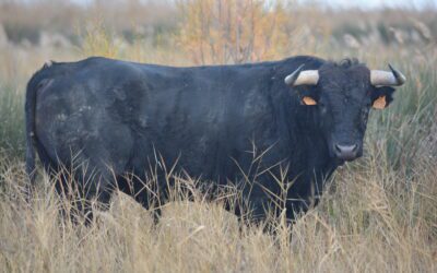 ARLES – Presentation de la novillada piquée du dimanche 9 avril …