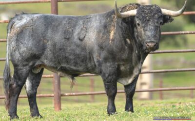 ARLES – Les toros de Victorino Martin sont arrivés aux corrales …