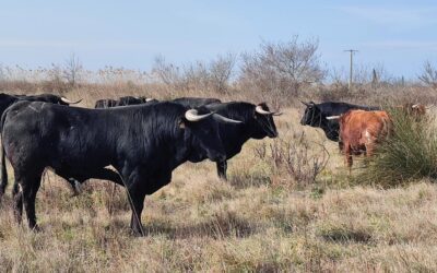 SAINT-VINCENT-DE-TYROSSE – Annonce de la célébration de la corrida des Fêtes et de la ganadería choisie