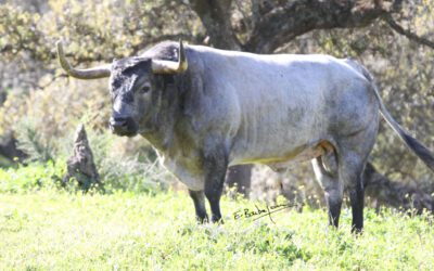 VIC-FEZENSAC – Les impressionnants toros de la Corrida Concours !