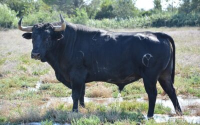 La Feria de la Crau, la feria qu’il vous faut ! C’est ce week-end !