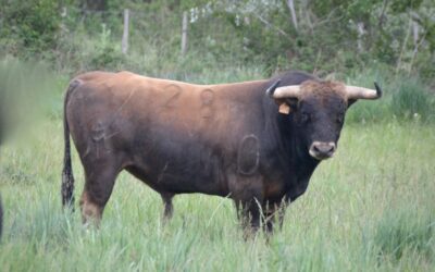 MAUGUIO – Les novillos pour la Novillada de la XXXIVeme Romeria !