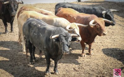 NÎMES – Les toros de la Feria sont arrivés aux corrales !