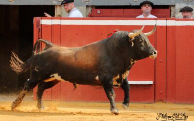 MONT-DE-MARSAN – Les élevages dévoilés pour 2024 !