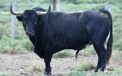 Les Margé en route pour Madrid …