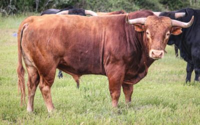 TYROSSE – Présentation des toros de Pagès-Mailhan pour la corrida du 16 juillet …