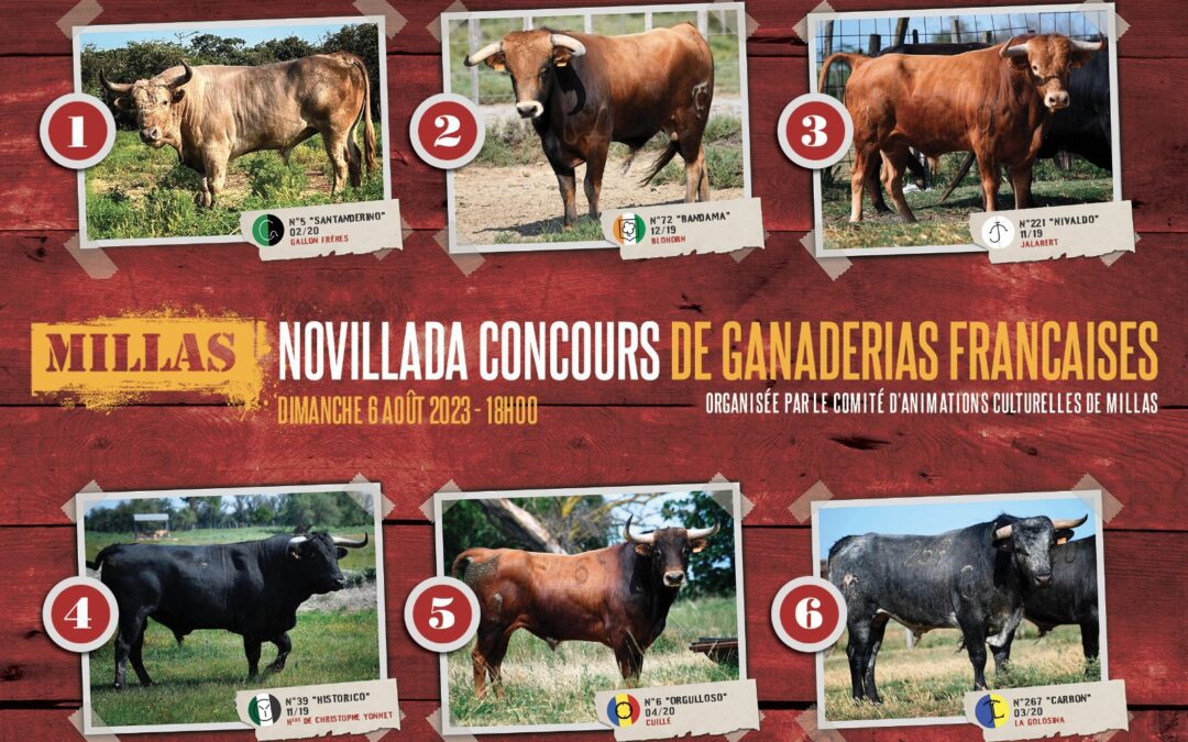 MILLAS – Présentation des novillos de la novillada concours …