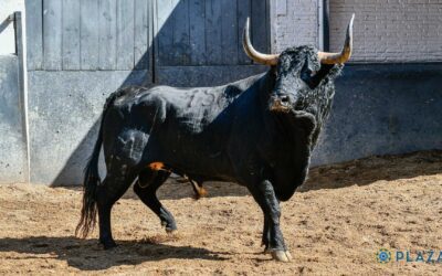 MADRID – Sorteo des toros de ROBERT MARGE … Corrida télévisée en direct !