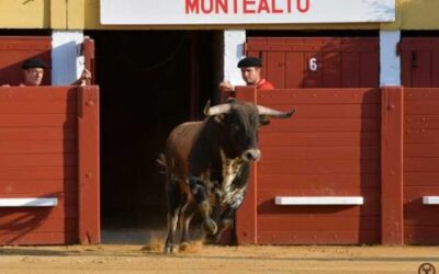 HAGETMAU – Présentation des cartels de la Feria du Novillo 2023…