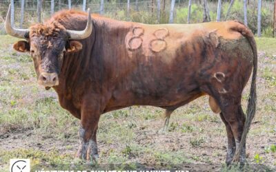 ARLES – Spectaculaire lot de toros des Héritiers de Yonnet …
