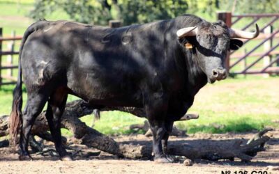 ARLES – Découvrez les toros de la Feria de Pâques, ici ou ce samedi avec l’ouverture de l’Espace Toros…