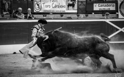 SAINT-PERDON (06.04.2023) – La novillada de Valdellan dans l’objectif de Julie Brouqueyre …