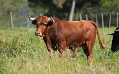 MAUGUIO – Présentation des novillos de la novillada de la Romeria …