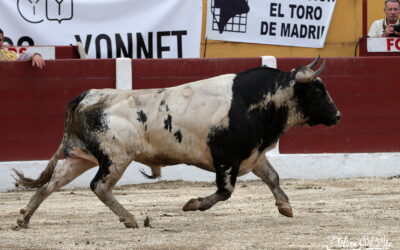 CERET (07.07.2024) – JESUS DE LA CAZALDA ET MIGUEL ANDRADES se distinguent …