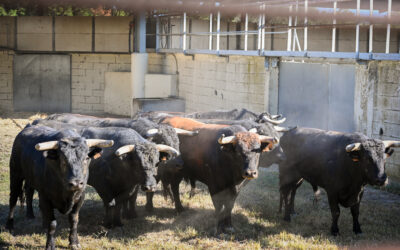 MEJANES – Présentation des toros de Jalabert pour le Rejon d’Or ce samedi 13 juillet !