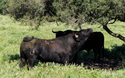 TYROSSE – Présentation de la journée et des toros de Gallon…